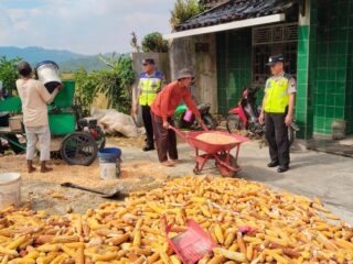 Dukung Ketahanan Pangan, Polsek Paguyangan Pantau Proses Pasca-Panen Jagung
