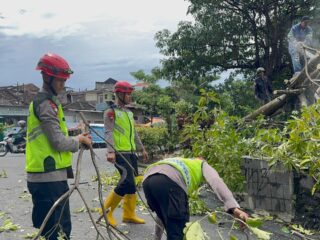 Gerak Cepat Brimob Simongan Evakuasi Pohon Tumbang di Jl. WR Supratman, Akses Jalan dan Masjid At Taqwa Kembali Aman