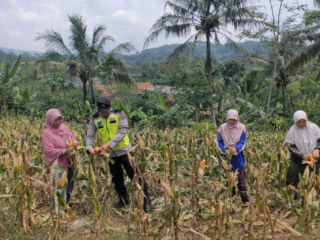Polsek Paguyangan Laksanakan Pendampingan dan Monitoring Panen Jagung, Dukung Program Ketahanan Pangan